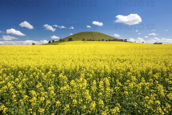 Canola fields shine on a clear sunny day near Smeaton in the Victorian goldfields, Australia, Oceania
