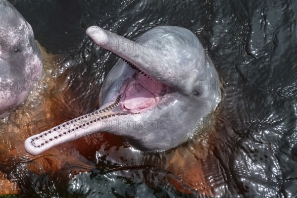 Close up of Pink river dolphin, mouth open, Rio Negro, Novo Airao, Brazil, South America