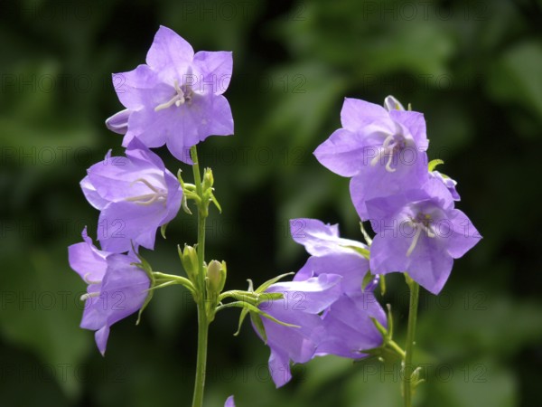 Peach-leaved bellflower (Campanula persicifolia) flowering in the garden