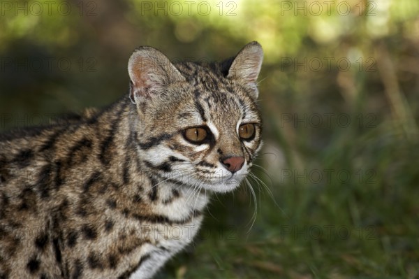 Tiger Cat or Oncilla (leopardus tigrinus), Portrait of Adult