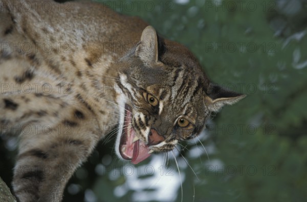 ASIENISCHE GOLDKATZE ODER TEMMINK-KATZE catopuma temmincki, ERWACHSENER