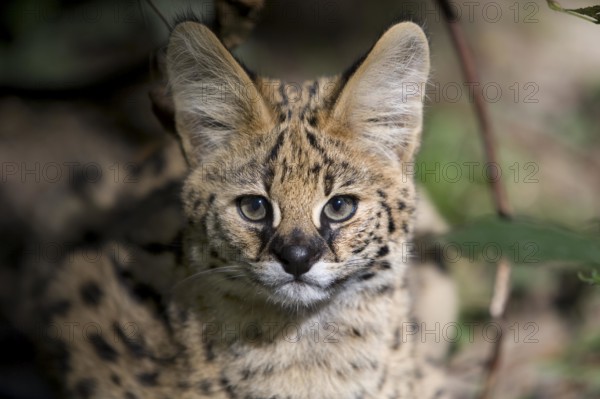 Serval (leptailurus serval), Portrait of Young