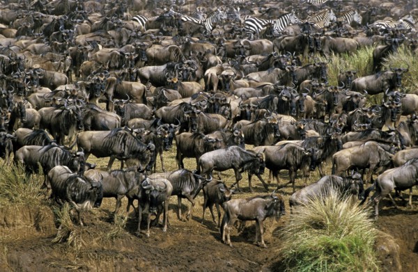 Blue Wildebeest (connochaetes taurinus), Herd Migrating, Masai Mara Park in Kenya