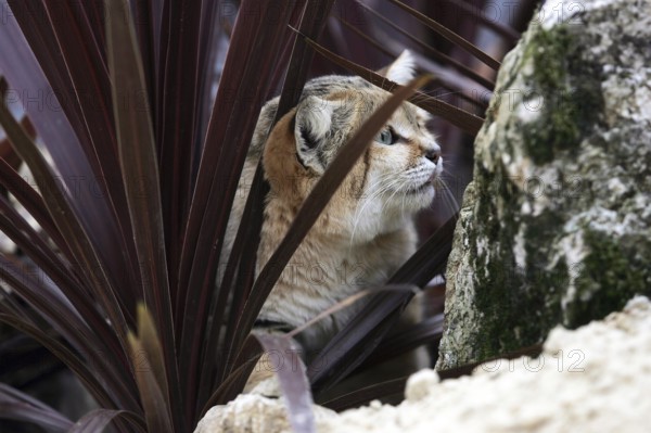 Sand Cat (felis margarita), Adult camouflaged