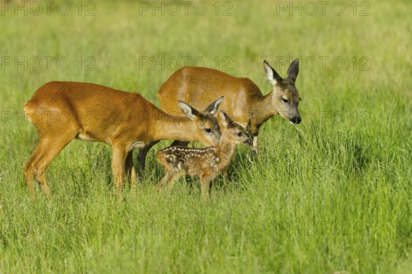 European roe deer (Capreolus capreolus) doe with fawn, fawn