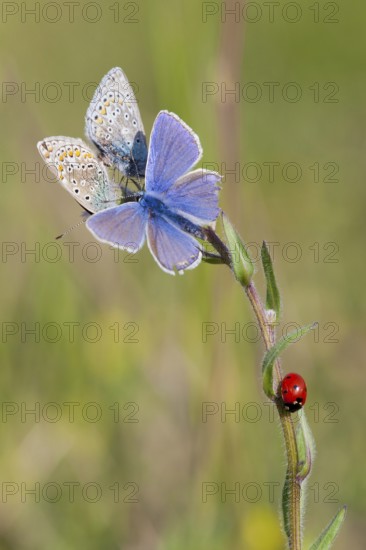 Common blue butterfly (Polyommatus icarus) Germany