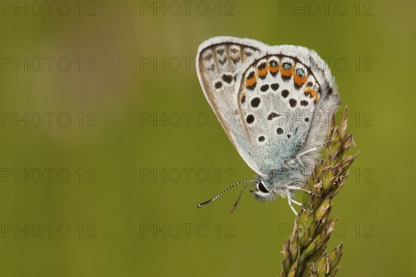 Silver-studded blue (Plebejus argus) North Rhine-Westphalia, Germany, Europe