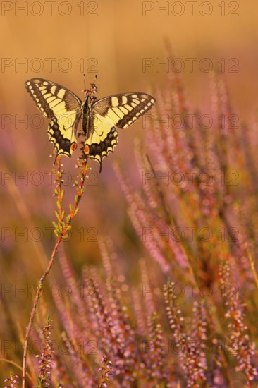 Swallowtail (Papilio machaon) in Heide, North Rhine-Westphalia, Germany, Europe