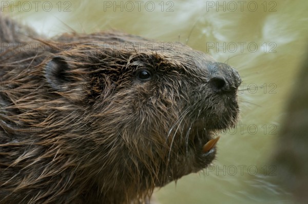 European beaver (Castor fiber), Rosenheim, Bavaria, Germany, Europe