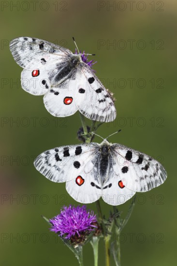 Apollo butterfly, Red Apollo, Moselle Apollo (Parnassius apollo vinningensis), Moselle, Moselle valley, Rhineland-Palatinate, Germany, Europe