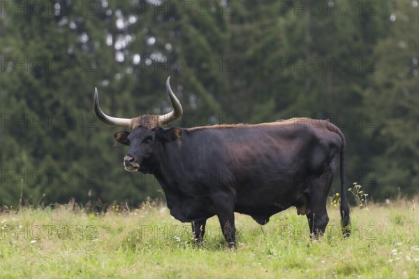 Aurochs