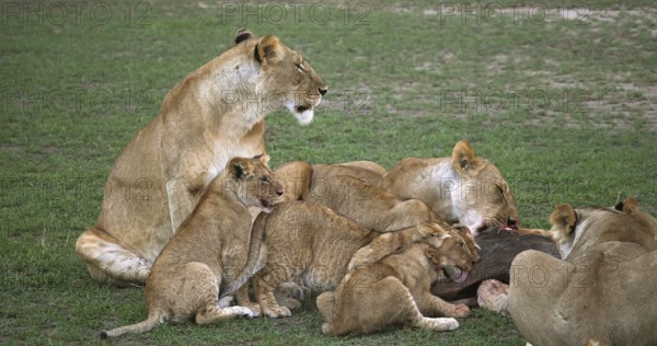African Lion (panthera leo), Group with a Kill, a Wildebest, Masai Mara Park in Kenya