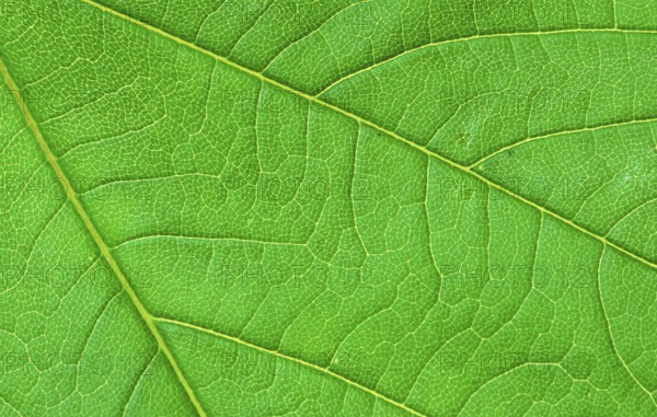 Sycamore (Acer pseudoplatanus), leaf, detail, Bergahorn, Blattdetail, [Pflanzen, plants, Ahorngewaechse, Aceraceae, Blaetter, leaves, Nahaufnahme, close-up, gruen, green, Querformat, horizontal, Strukturen, structures, Background]