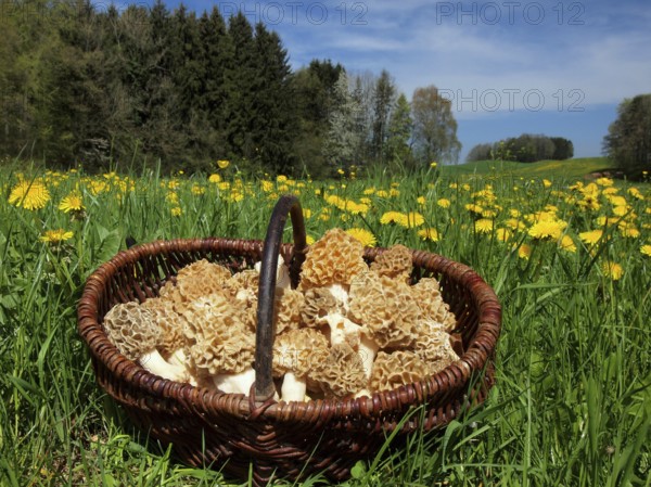 Basket with self-selected common morel (Morchella esculenta) in a meadow with dandelions in the Allgäu region of BadenWürttemberg