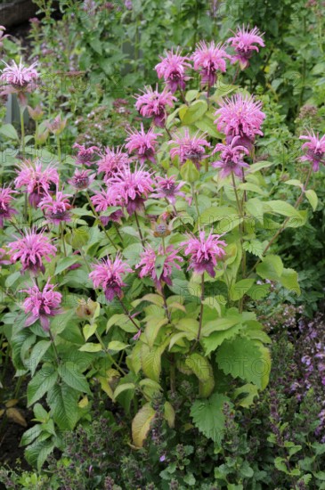 Beebalm, Monarda (Monarda hybrid)