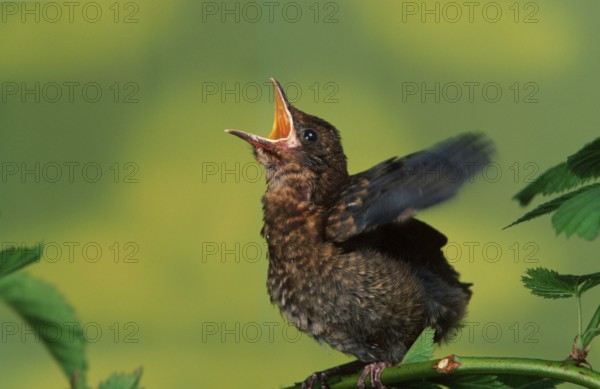 Young blackbird (Turdus merula) begging for food, Germany, Europe