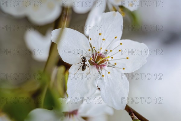 A little ant on a white pear tree flower in spring