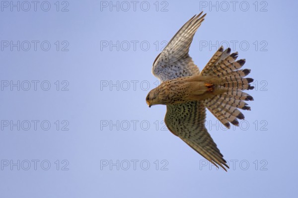 Kestrel in shaking flight