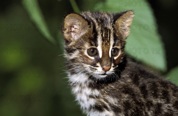 Amur Leopard Cat (prionailurus bengalensis) or Siberian Leopard Cat euptilura, Cub