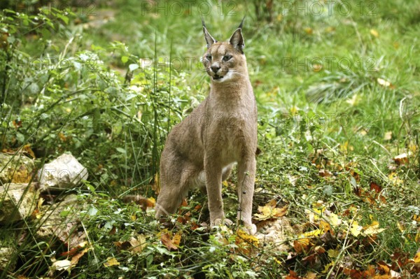 Caracal (caracal caracal), Adult on Grass