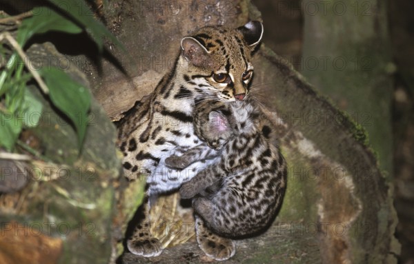 Margay (leopardus wiedii), MOTHER CARROW DICE
