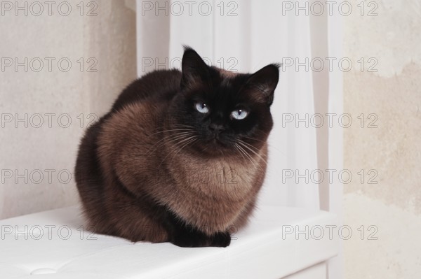purebred siamese or thai cat relaxing indoors