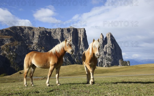 Horses