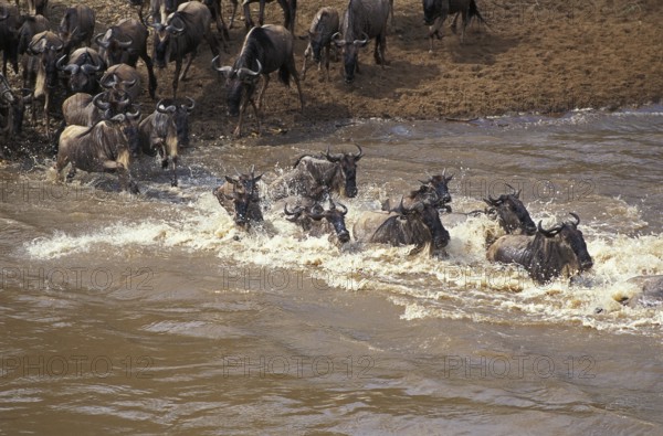 Blue Wildebeest (connochaetes taurinus), Herd crossing Mara River during Migration, Masai Mara park in Kenya