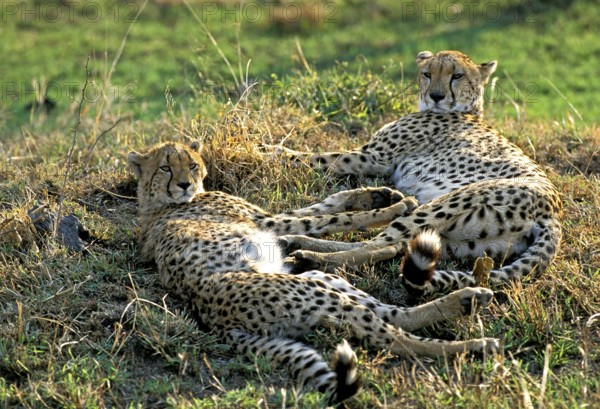 CHEETAH (acinonyx jubatus), ADULTS LAYING DOWN, KENYA