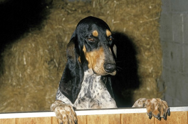 SMALL GASCON SAINTONGEOIS DOG, ADULT STANDING AT A STABLE DOOR