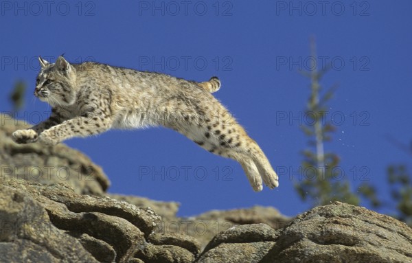 BOBCAT (lynx rufus), ADULT LEAPING FROM ROCK, CANADA