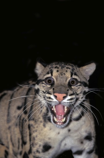 CLOUDED LEOPARD (neofelis nebulosa), PORTRAIT OF ADULT SNARLING