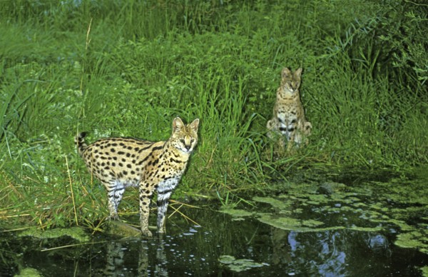Serval (leptailurus serval), Pair standing near Water Hole