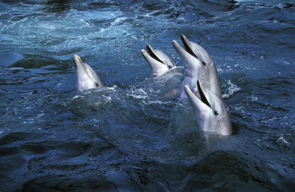 Bottlenose Dolphin (tursiops truncatus)