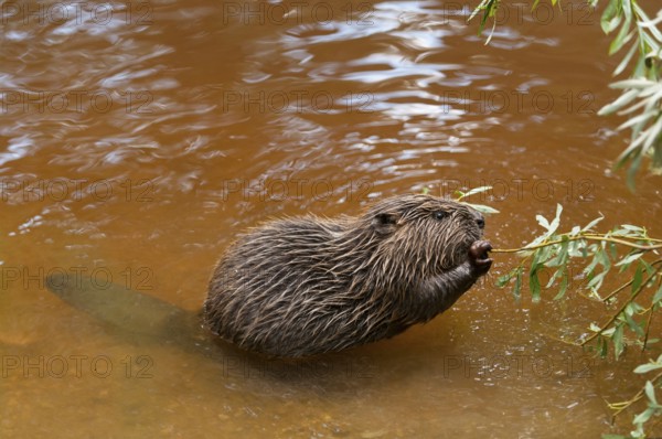 European beaver (Castor fiber), juvenile, Rosenheim, Bavaria, Germany, Europe