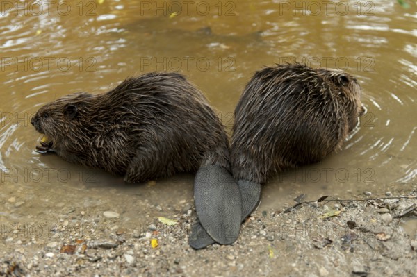European beavers (Castor fiber), Rosenheim, Bavaria, Germany, Europe