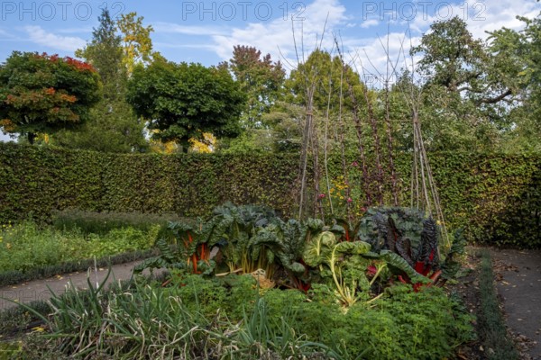 Autumn kitchen garden