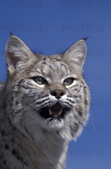 Bobcat (lynx rufus), Portrait of Adult against Blue Sky, Canada, North America