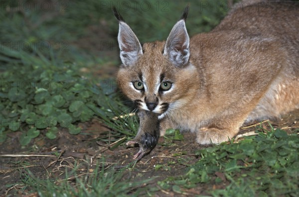 Caracal (caracal caracal), Adult eating Mouse