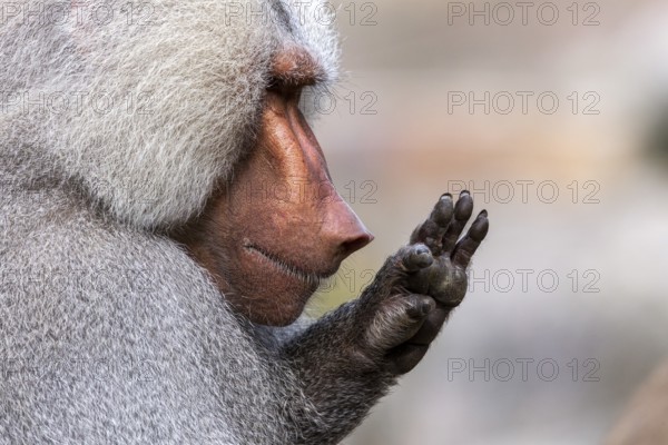 Hamadryas baboon (Papio hamadryas), raises hand, Bavaria, Germany, Europe