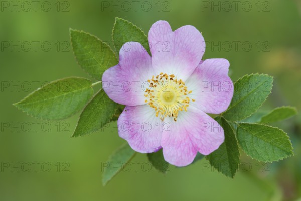 Dog rose (Rosa canina) Lower Saxony, Germany, Europe