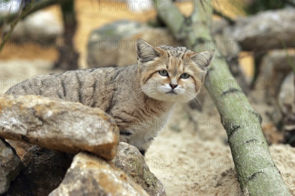 Sand sand cat (felis margarita), adults lots of stones