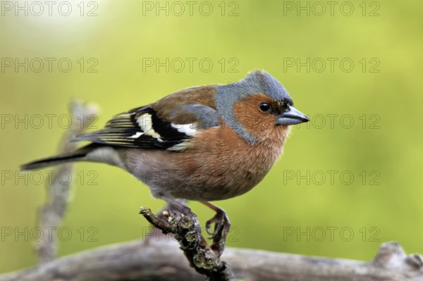 Chaffinch in the apple tree