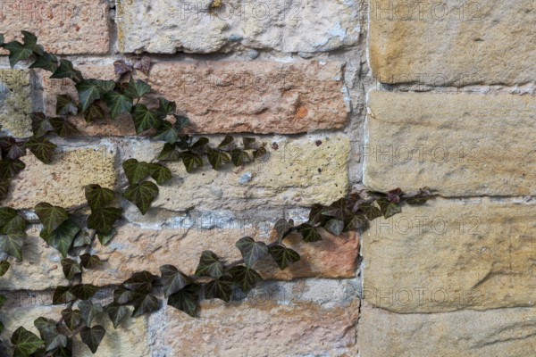 Common ivy (Hedera helix), Palatinate, Rhineland-Palatinate, Germany, Europe