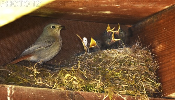 Redstart, Phoenicurus ochruros, blackstart, black redstart, black redtail, Tithy's redstart