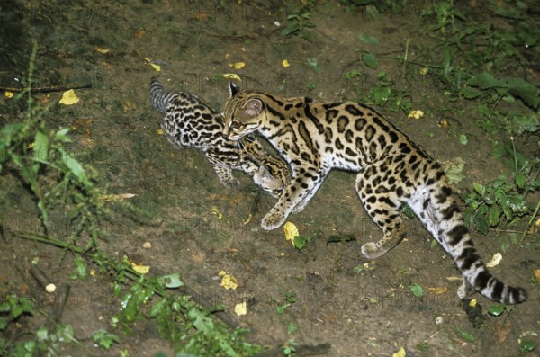 Margay Cat, leopardus wiedi, Female with Cub