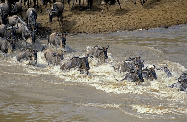 Blue Wildebeest (connochaetes taurinus), Herd Crossing Mara River during Migration, Masai Mara Park in Kenya