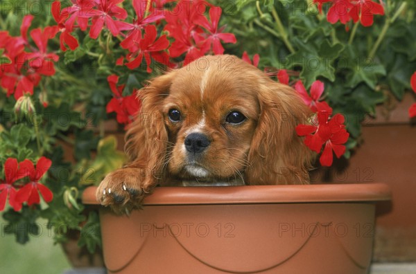 CAVALIER KING CHARLES SPANIEL, PUPPY IN GERANIUM FLOWER POT