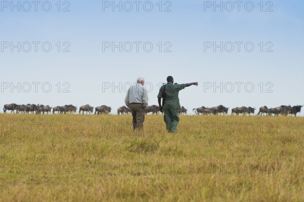 Safari, Tourist with ranger in front of white-bearded wildebeest, eastern white-bearded wildebeest (Connochaetes taurinus albojubatus), Wildebeest, Wildebeest herd, Tanzania, Africa