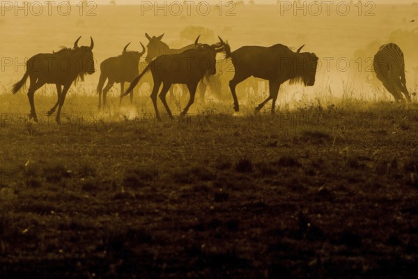 Adult, adventure, africa, african, animal, area, blue, botswana, bush, chobe, conservation, destination, eastern, ecotourism, endangered, environment, game, gnu, grass, grassland, habitat, herbivore, herd, horns, kenya, maasai, mammal, mara, migration, n